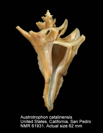 Austrotrophon catalinensis.jpg - Austrotrophon catalinensis(Oldroyd,1927)